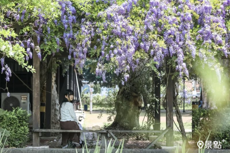 山腳國小日治後期宿舍群紫藤花海綻放,吸引人前往取景。(圖/aday0530)