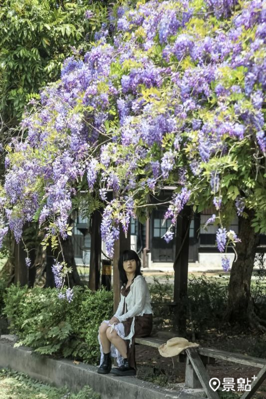 於2025年4月4日拍攝的山腳國小日治後期宿舍群紫藤花景。(圖/aday0530,以下同)