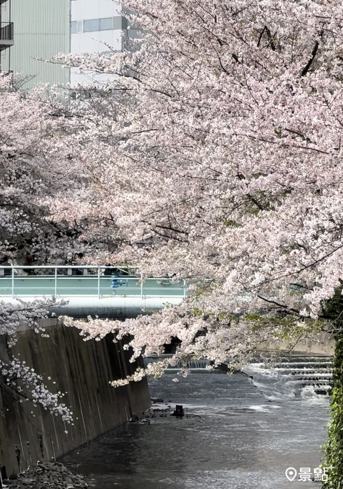 從面影橋拍攝的櫻花海美景。