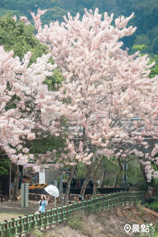 （圖／double.leo.tw）