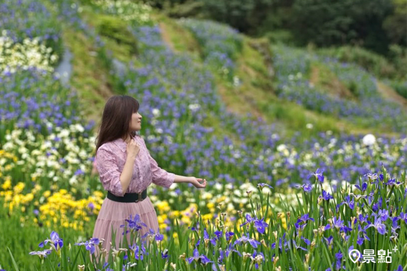 4月12日鳶尾花花況。