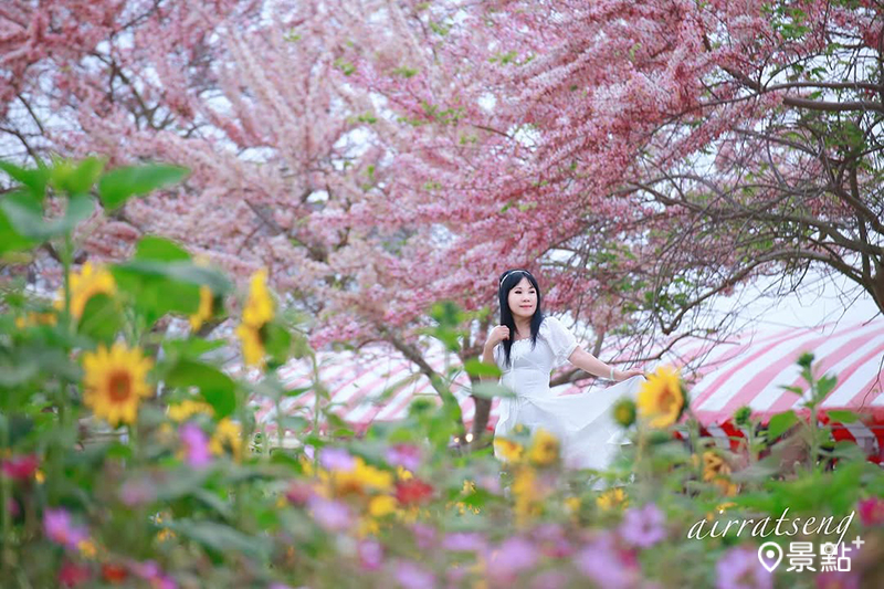 4月12日花況。(圖/airratseng)