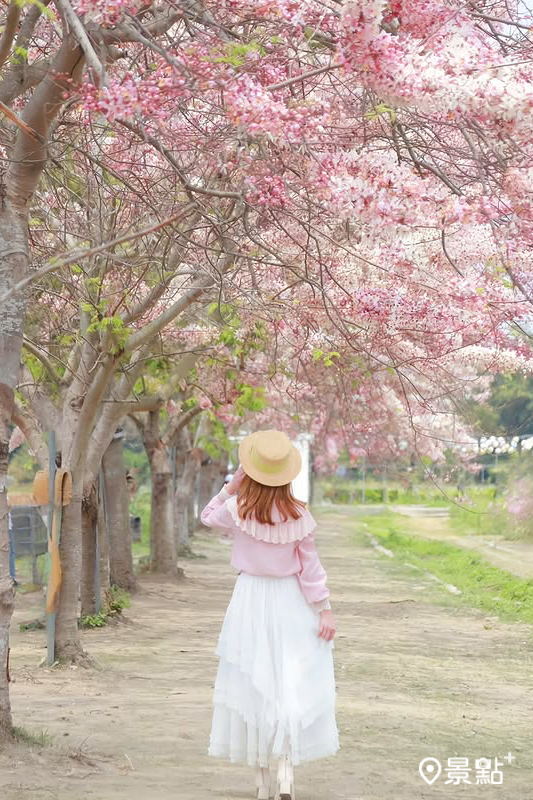 4月11日花況。(圖/summer6639)