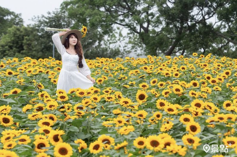外埔黃金海芋田向日葵花海綻放,吸引人前往取景。(圖/molly888666)