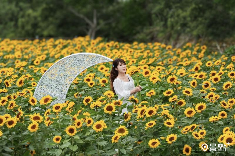 於2025年4月13日拍攝的外埔黃金海芋田向日葵花海。(圖/molly888666,以下同)