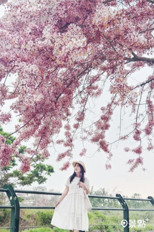 二水花旗木鐵道靠近泉源派出所處花景。(圖/yishan1128)