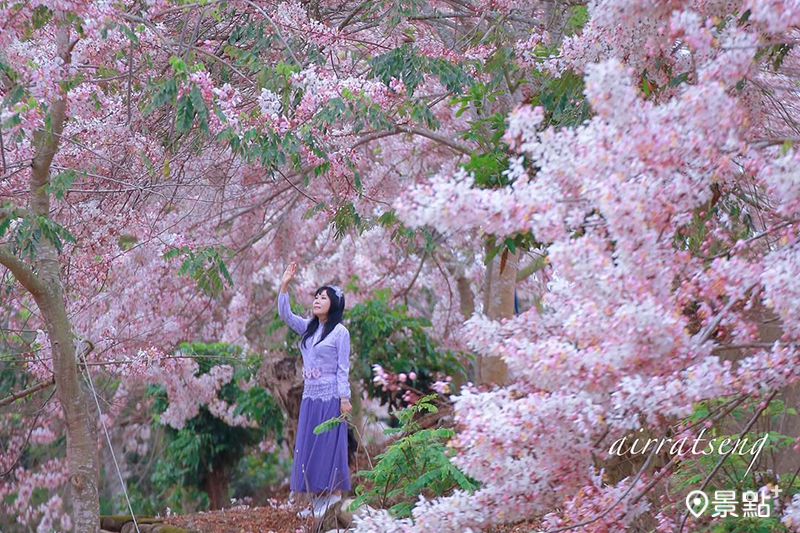 玥園思親步道,4月13日花旗木花況。(圖/airratseng,以下同)