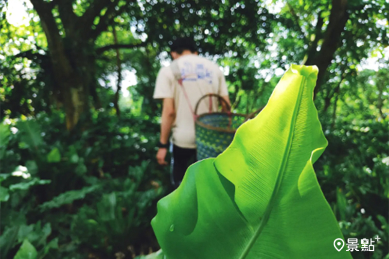    拾起山蘇的嫩葉，在柴火裡慢慢入味，藏著山的味道。