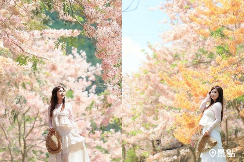 玥園思親步道黃粉雙色花旗木花海綻放,吸引人前往取景。(圖/hsingfang20)