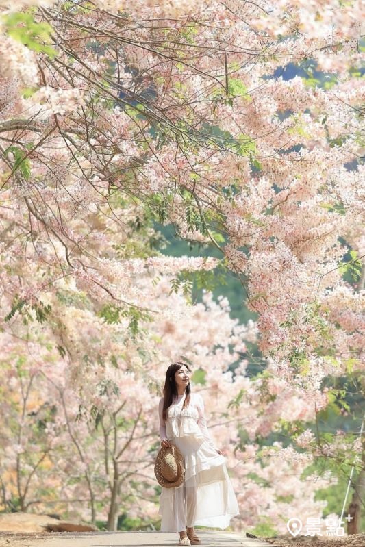 於2025年4月21日拍攝的玥園思親步道花旗木美景。(圖/hsingfang20,以下同)