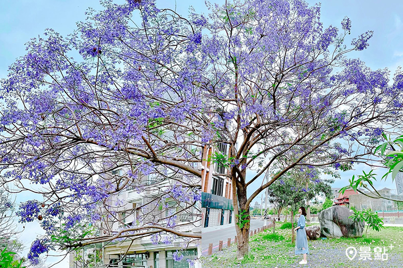 旱溪排水水利園區藍花楹盛開,成為春日夢幻仙境。(圖/littlestar0202,以下同)