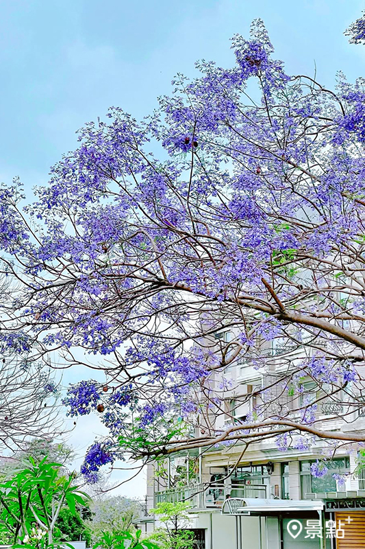 4月19日花況。