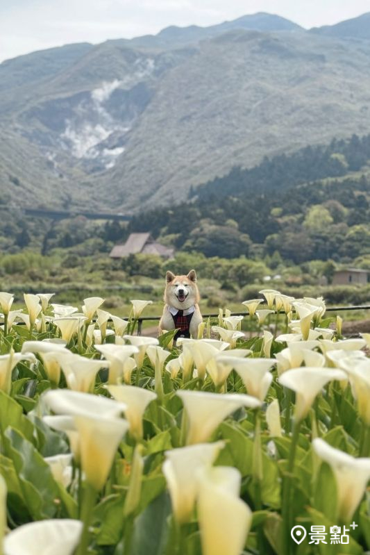 （圖／momo201438，以下同）