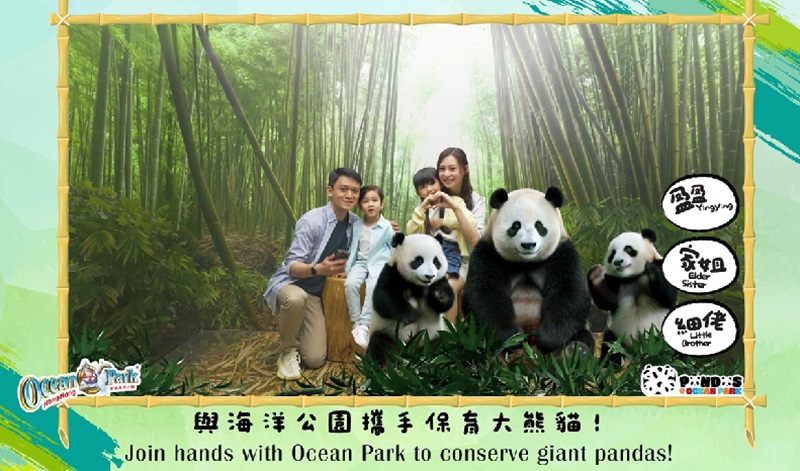 在這裡可以跟大熊貓家族們一起留下紀念合影。