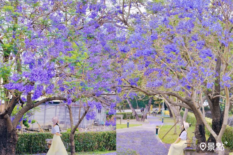 油車社區藍花楹公園花海綻放,吸引人前往取景。(圖/tsotso_1206)