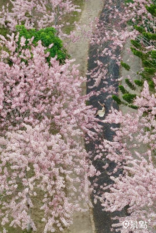 於2025年4月20日拍攝的竹崎親水公園花旗木美景。（圖／pierrehuang）