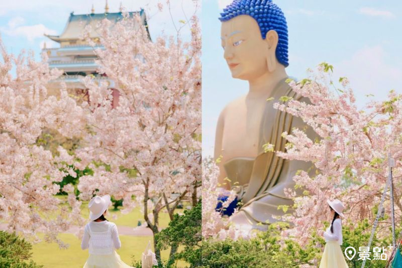 噶瑪噶居寺花旗木花海綻放,吸引人前往取景。(圖/tsotso_1206)