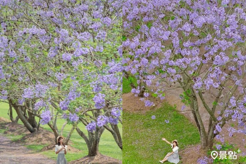 埔里內埔飛場藍花楹花海綻放，吸引人前往取景。（圖／pierrehuang）