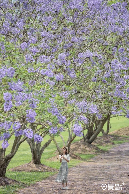 於2025年4月27日拍攝的埔里內埔飛場藍花楹花景。（圖／pierrehuang，以下同）