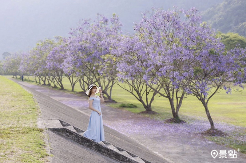 往年埔里內埔飛場藍花楹花景。（圖／apple690523）