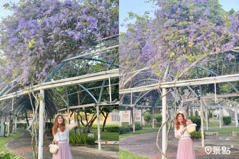 葫蘆墩公園錫葉藤花海廊道綻放,吸引人前往取景。(圖/ariel_apple419)
