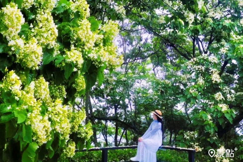夢幻油桐花海近距離美拍！經典必訪賞花步道取景角度一次看