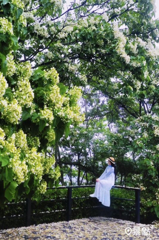 於2025年4月25日拍攝的台灣客家文化館油桐花海。(圖/ada_00170,以下同)