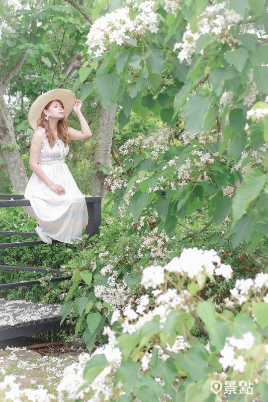 於2025年4月27日拍攝的台灣客家文化館油桐花海。（圖／aaa123471）