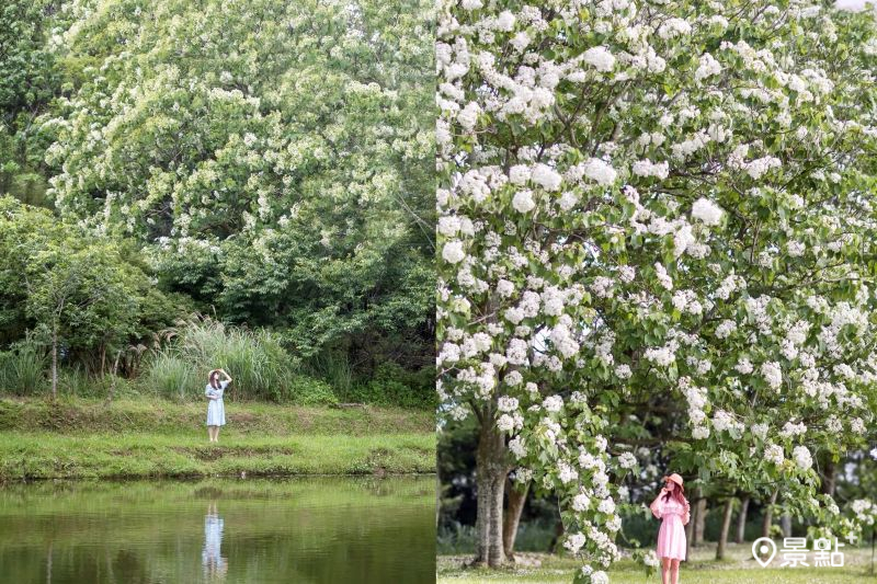 3000棵油桐花海鏡面倒影大景！免跑山上賞桐必訪景點限時美拍倒數