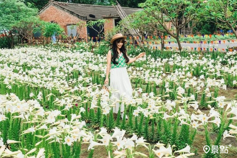 鐵炮百合花海Ｘ紅磚古厝鄉村風美拍！銅板價花園取景角度順遊景點必收