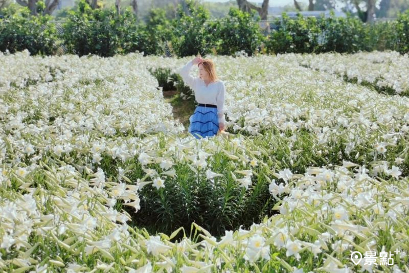 白千層鐵炮百合花園20000朵花海綻放，吸引人前往取景。（圖／summer6639）