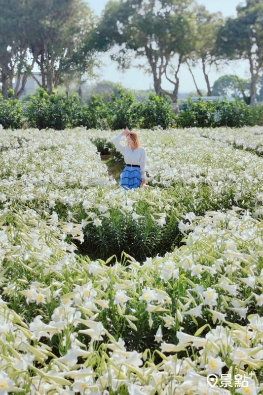 於2025年5月2日拍攝的白千層鐵炮百合花園美景。（圖／summer6639）