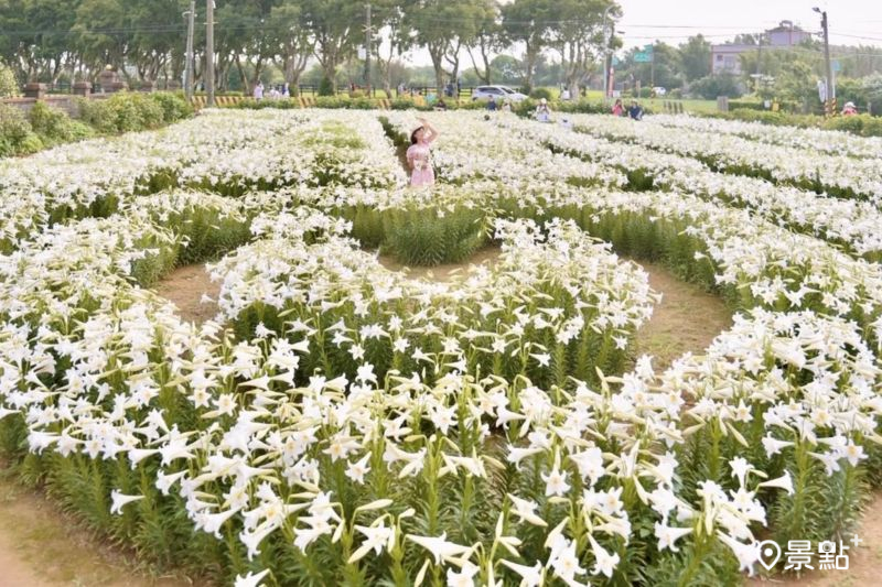 往年白千層鐵炮百合花園美景。（圖／laiyuping9520）