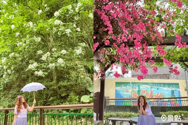 水流東桐花步道油桐花海綻放,吸引人前往取景。(圖/ariel_apple419)