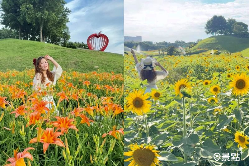 夢幻金針花海Ｘ向日葵Ｘ波斯菊金黃大景！賞花必訪公園花況美拍亮點一次看