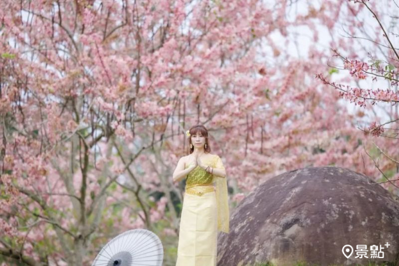 全台最美校園花旗木花海綻放了！美拍經典必訪最新花況5大景點順遊