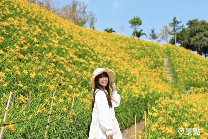 30萬株母親花海滿版金黃大景！花壇虎山巖金針花季最佳賞期必看