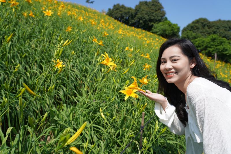 花壇虎山巖金針花海5月2日花開1-2成時的花況。(圖/參山國家風景管理處)
