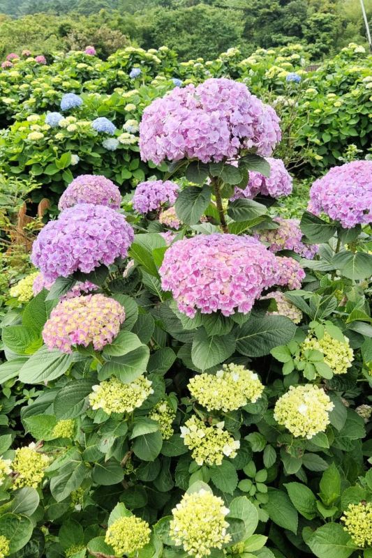 2025年5月6日高家繡球花第二園區花況。（圖／高家繡球花田，以下同）