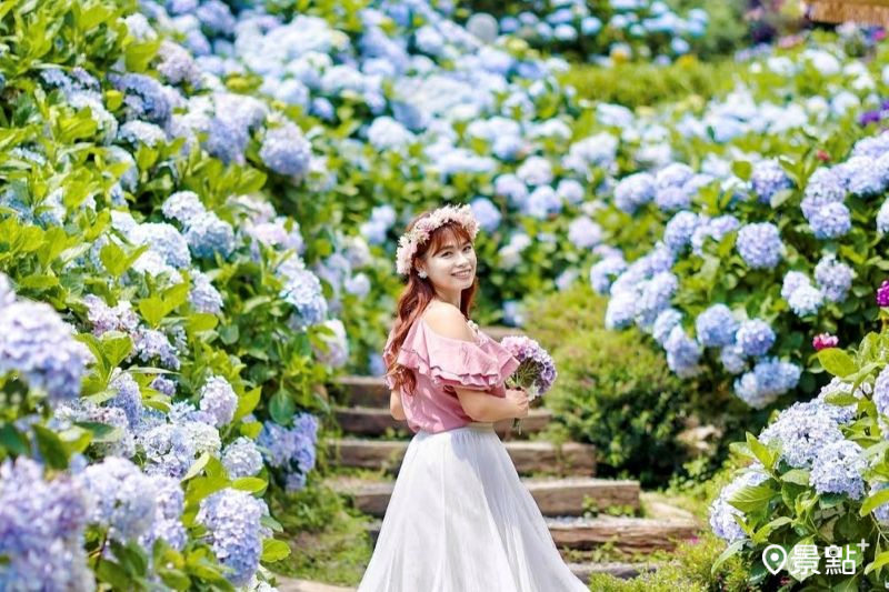 竹子湖繡球花季8大景點美拍必訪。(圖/qqsweet1982)