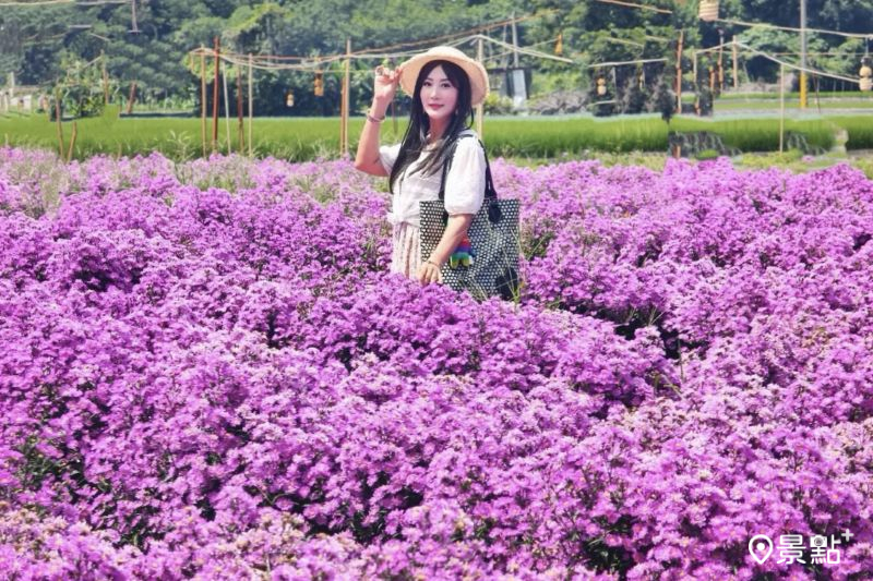 滿版紫孔雀花海大景正美！夢幻花田免費賞美拍角度5大景點順遊