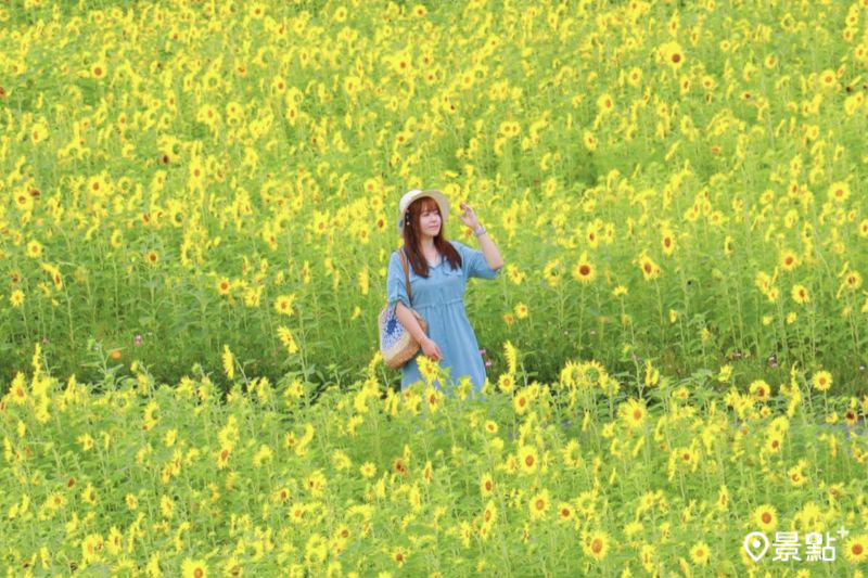 后里環保公園1.2公頃向日葵花海綻放,吸引人前往取景。(圖/luvyuuna)