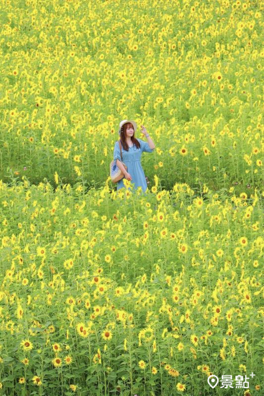 於2025年5月10日拍攝的后里環保公園向日葵花景。(圖/luvyuuna)
