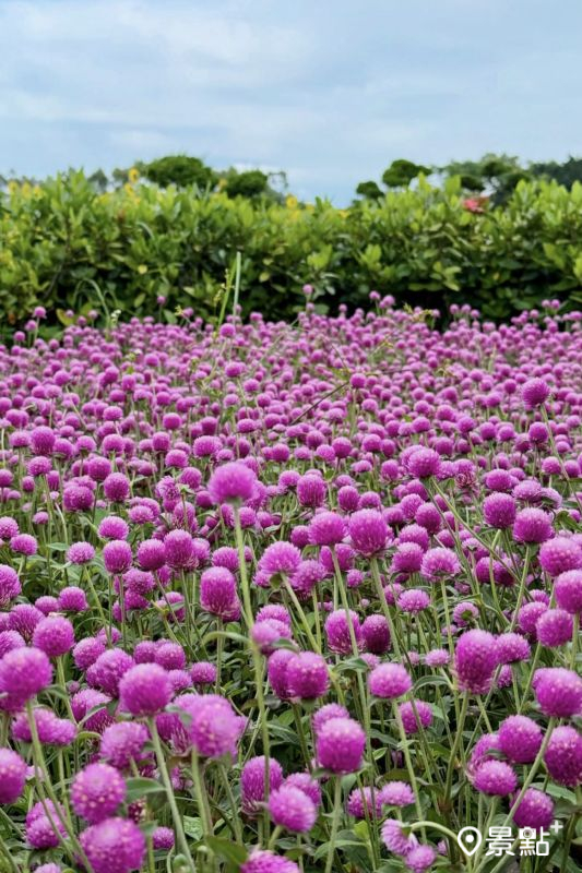 后里環保公園圓仔花美景。（圖／luvyuuna）