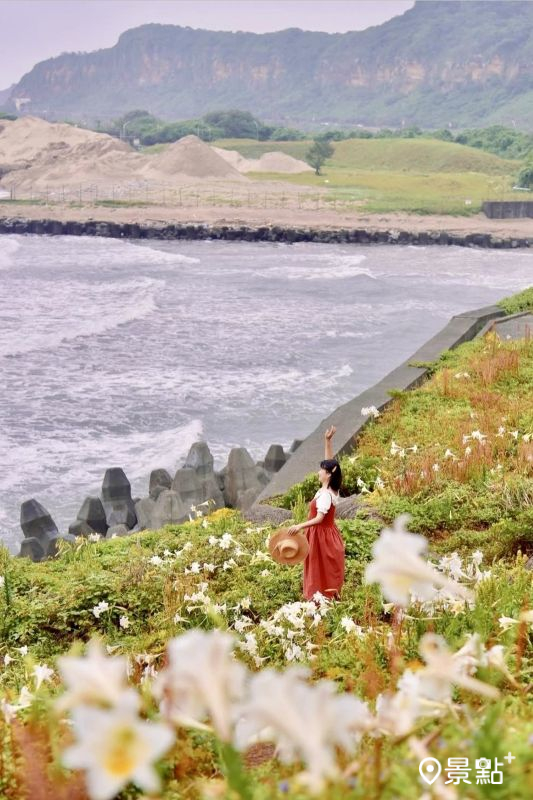 台2線國聖涼亭百合草原停車場野百合美景。（圖／laiyuping9520）