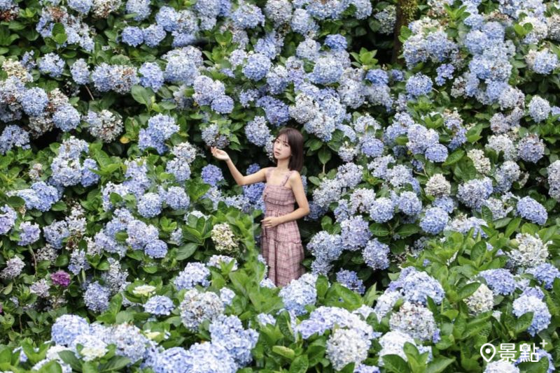 高家繡球花田萬里第三園區滿版花牆,吸引人前往取景。(圖/pierrehuang)