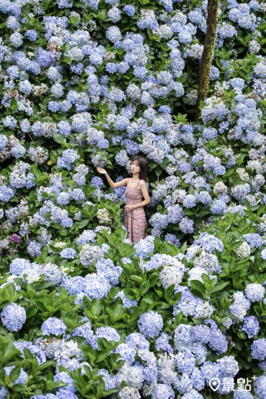 往年高家繡球花田萬里第三園區滿版花牆美景。(圖/pierrehuang)