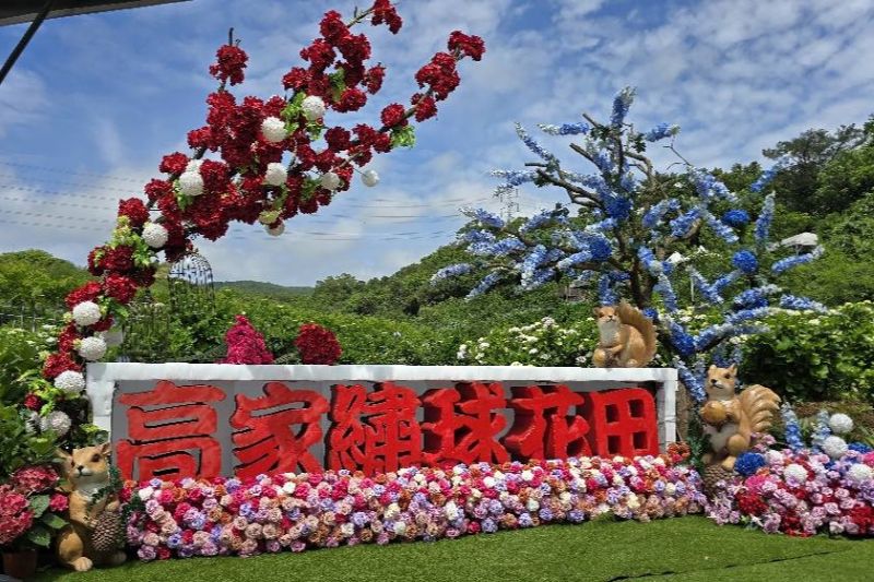 （圖／高家繡球花田，以下同）