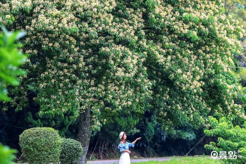 巨型加羅林魚木花海滿版大景!順遊秒飛日本景點古宅庭院2大美拍地