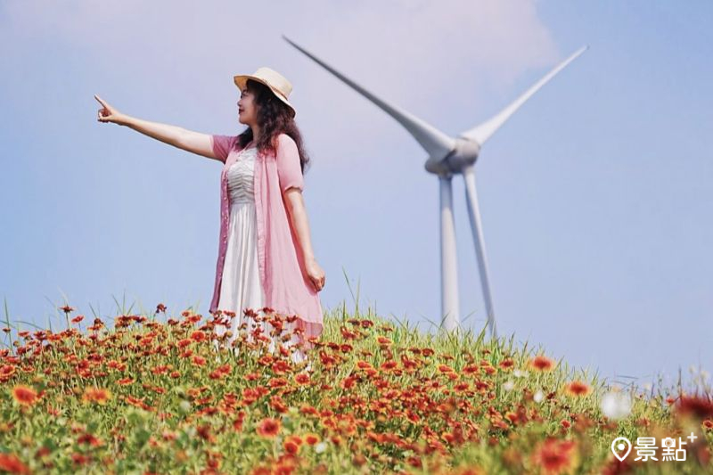 觀音濱海休憩區天人菊與海景風車同框，吸引人前往取景。（圖／a_tsai324）